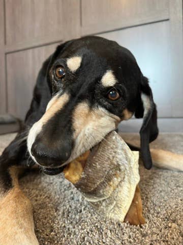 Icelandic+ Fish Ears - Cod Skin Wrapped Pig Ear Dog Treat