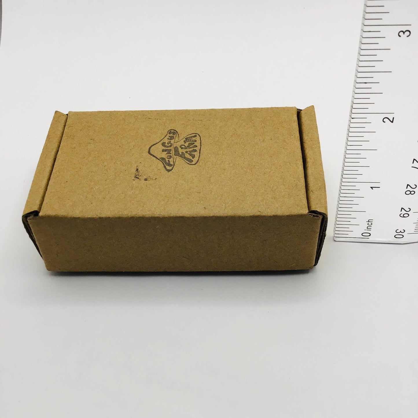 Mushroom Decor Curiosity Jar Fungi Curio 2.75"