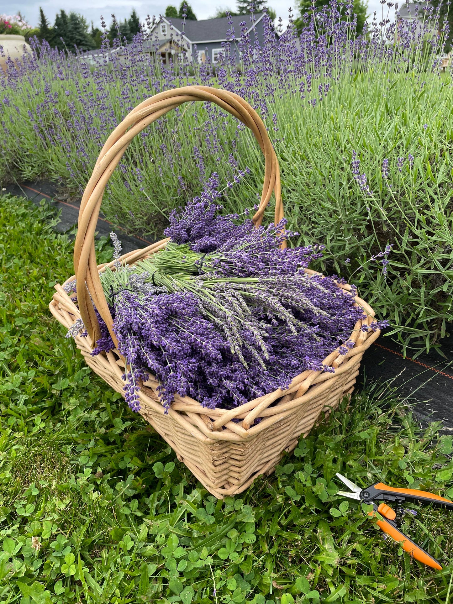 Lozenges Lavender Honey