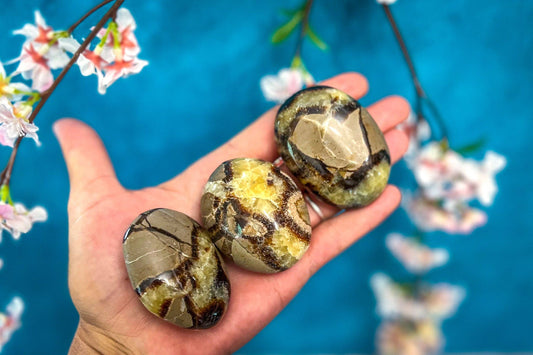 Palm Stone, SEPTARIAN